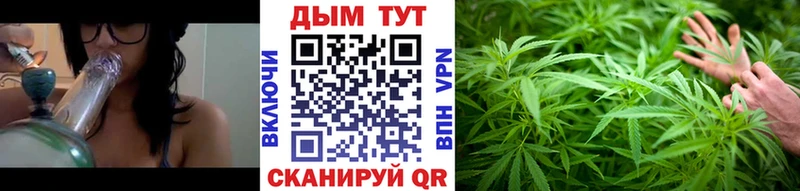 omg tor  купить наркоту  Зеленокумск  Конопля сатива 